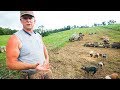 Pasture Perfect Pigs at Scale (400+)