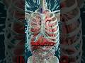 ¿Es Posible Sobrevivir a una Caída de GRAN ALTURA? Caída MORTAL #doctor #shorts