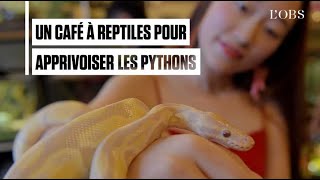 Au Cambodge, un café à reptiles pour faire la paix avec les serpents