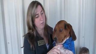 Humane Society of Statesboro and Bulloch County Inc.MOD