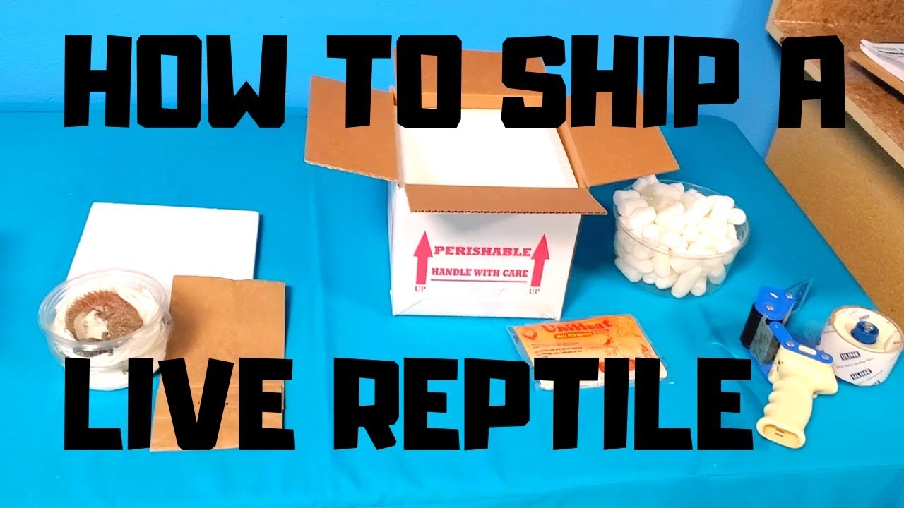 How to Ship a Live Reptile - YouTube