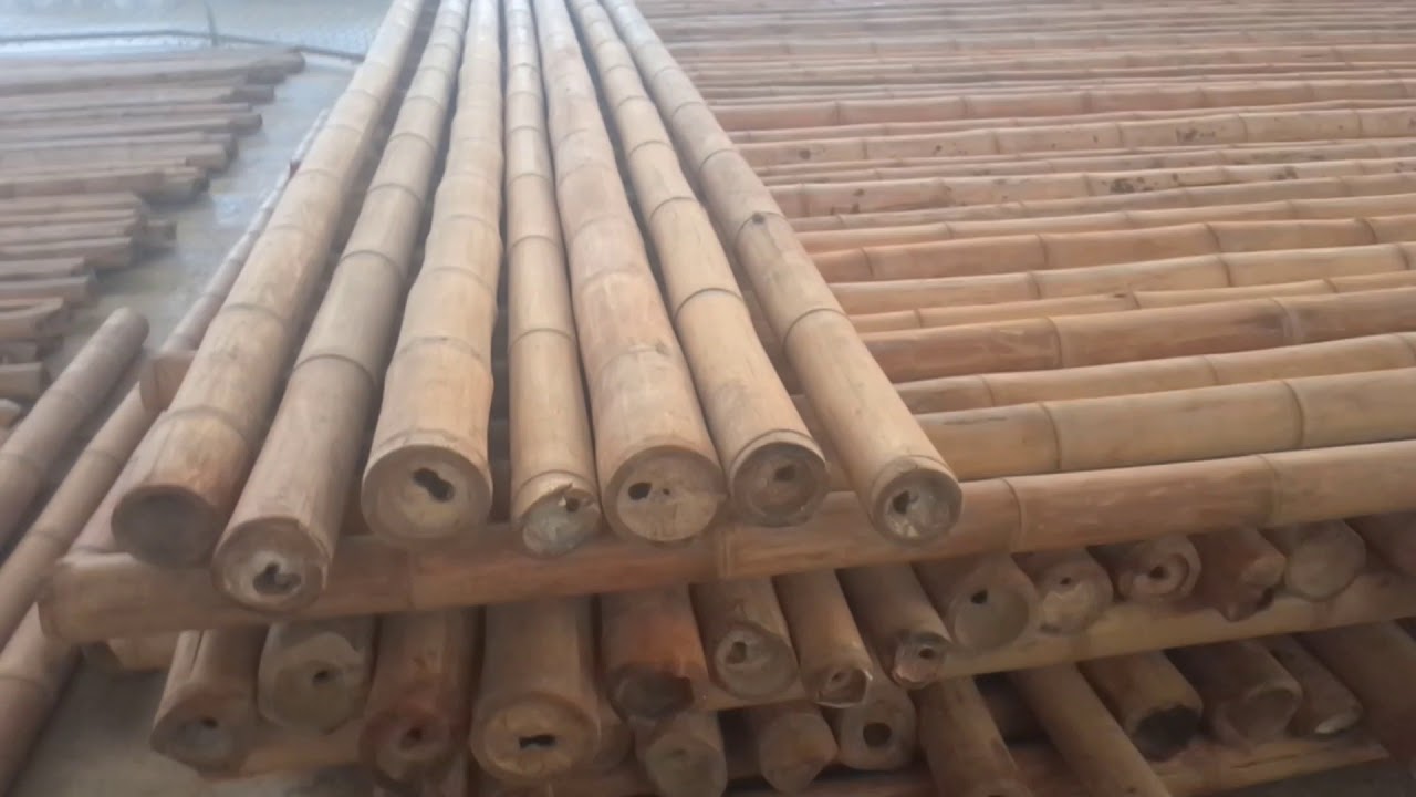 GUADUA BAMBU INMUNIZACION Y SELECCIÓN(3)