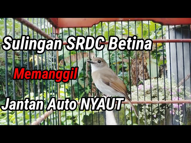 Suara SRDC Bali Betina memanggil JANTAN auto NYAUT class=