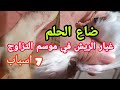 اسباب دخول طيور الكناري في عملية غيار الريش بشكل مفاجىء في وقت الإنتاج
