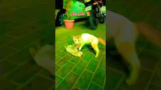 Qalbi Fi Madina Wajadas Sakina madina viralshorts cat