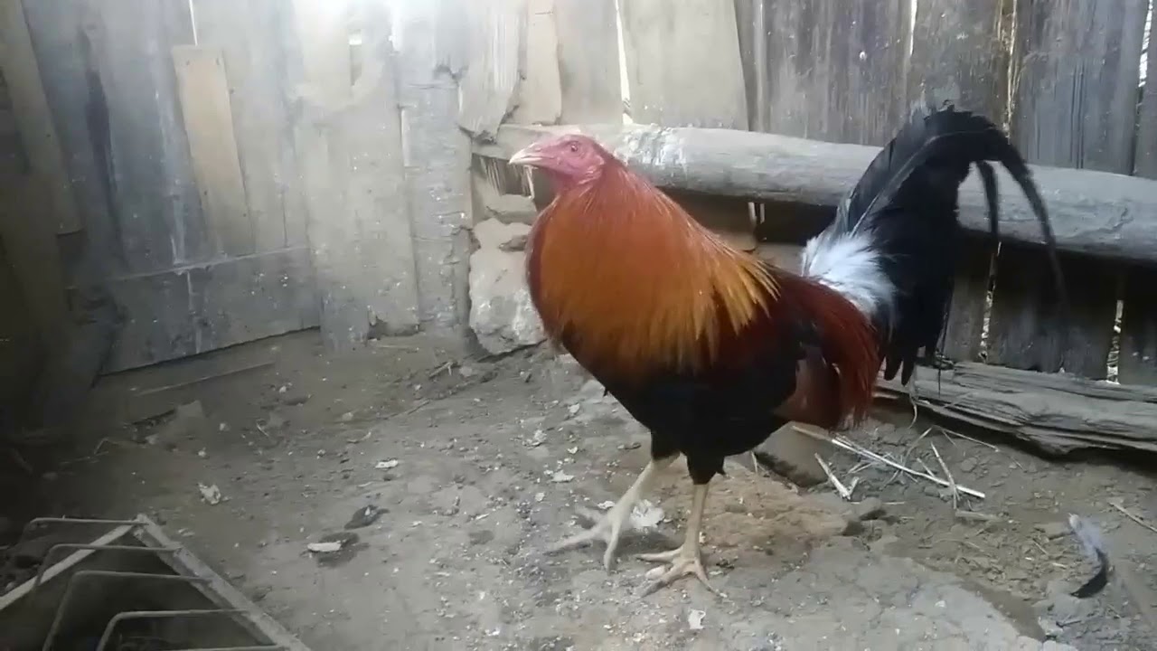 Gallo yellow leg YouTube