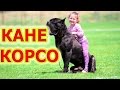 Кане корсо - верный друг и защитник, который всегда рядом