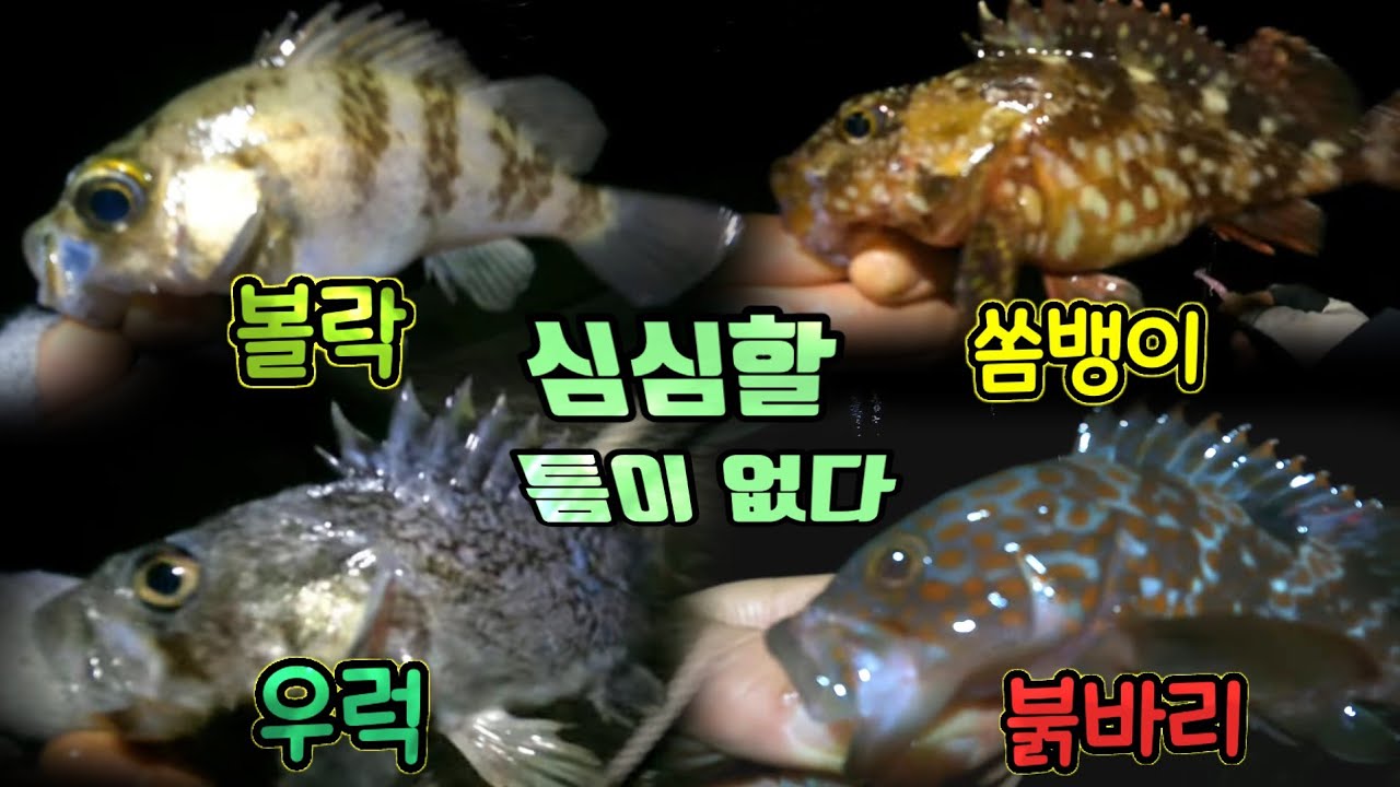 볼락이 있어야 할 그 자리에 이 녀석들이 웬 말이냐? #볼락bfs #쏨뱅이낚시 #우럭낚시 #붉바리낚시 - YouTube