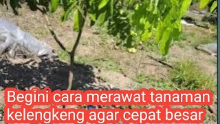 This is one way to care for longan trees so they grow quickly.