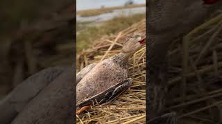 Duck hunting! #duckseason #hunting #spoonie