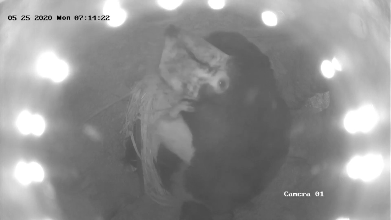 Trumpeter Hornbill Inside-Nest Camera 