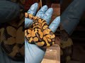Baby ballpython😍😍 #amazing #snake #animal #animals #pets
