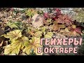 Гейхеры в октябре. Обзор сортов гейхер