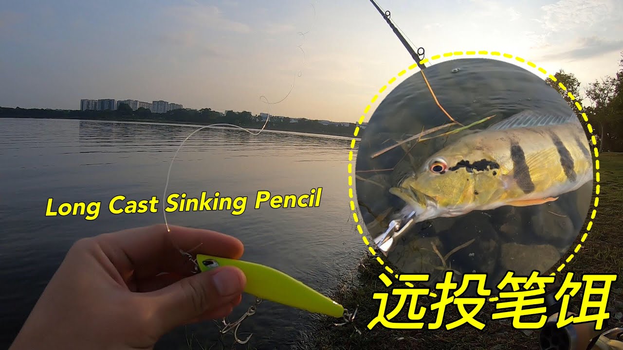 Bedok Reservoir Fishing  |Long Cast Noeby Sinking pencil | 勿落蓄水池鱼都躲哪里？ 使用远投饵搜索钓花脸 
