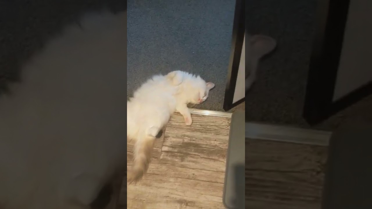 My cat sleeping in weird positions - Part 5