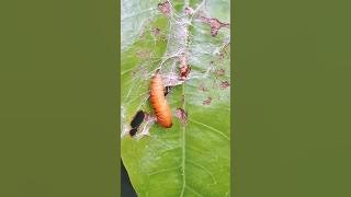 Download lagu Pupa of moth with silk (蛾蛹带丝) [Pupa rama-rama dengan sutera]