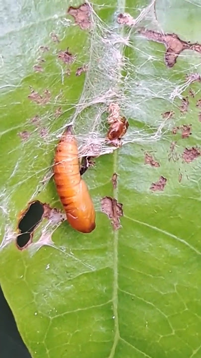 Download lagu Pupa of moth with silk (蛾蛹带丝) [Pupa rama-rama dengan sutera]