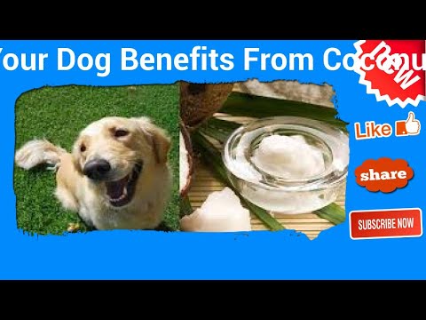 Video: Jak váš pes těží z kokosu