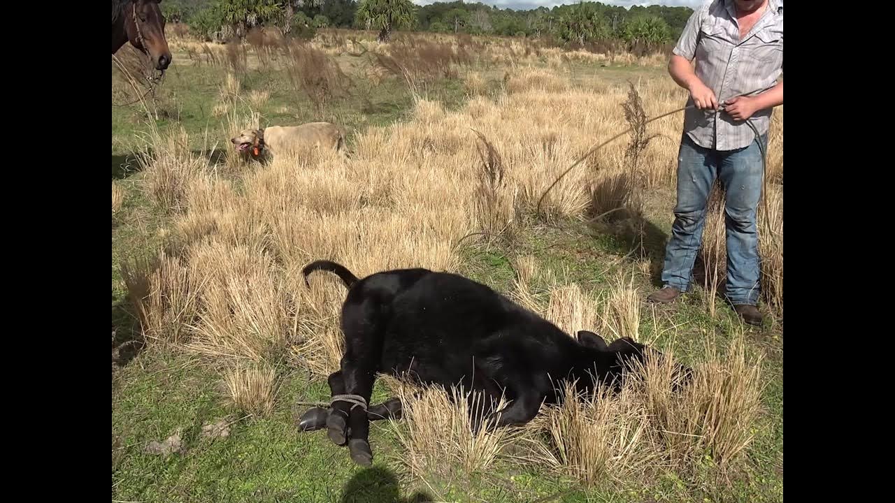 FLORIDA CRACKER COWBOYS!!! Roping and loading Wild Cows with Cur dogs