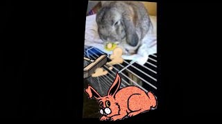 Kanilan Siivous 2019