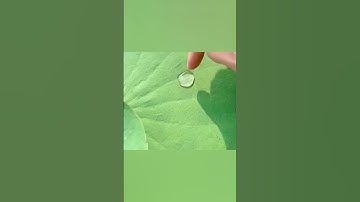 Giải cứu con cá