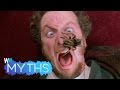 Top 5 Myths About Spiders