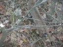 Can I shoot a bobcat in my yard?