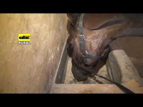 Video: ¿Deben los caballos tener heno ad libitum?