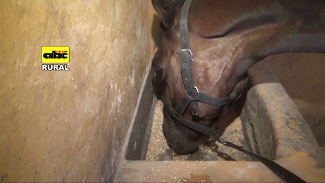 Alimentación de equinos