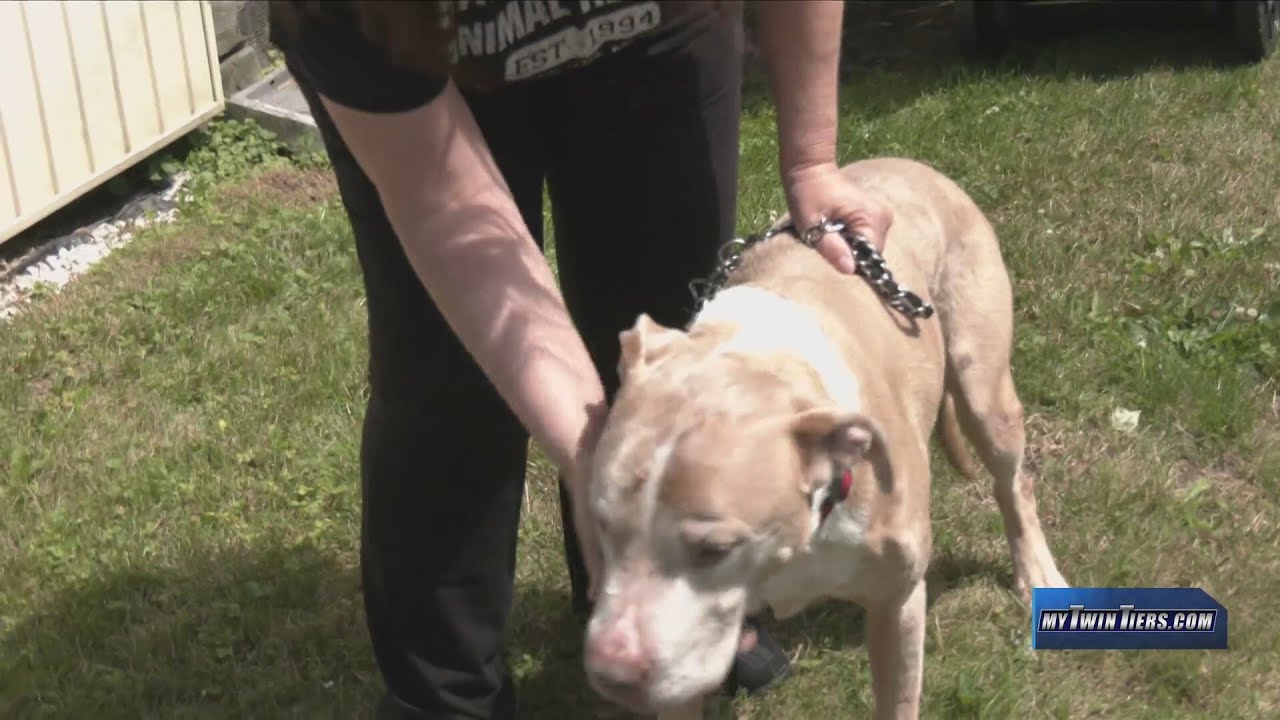Keeping Your Pets safe During Fireworks - YouTube