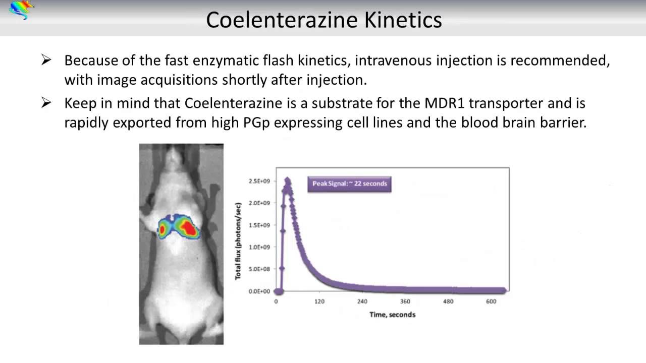 Dual Luciferase Reporters - In Vivo Imaging with Success