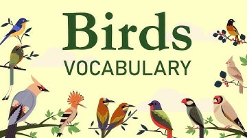 Từ vựng các loài chim trong Tiếng Anh hay nhất / Birds Vocabulary