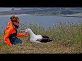 Royal Albatross ~New season - Egg control~9:36 AM 2019/12/12
