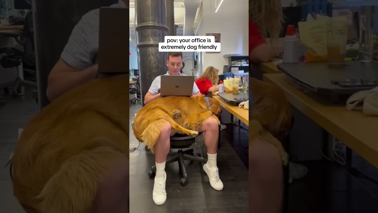 pov: your office is extremely dog friendly 