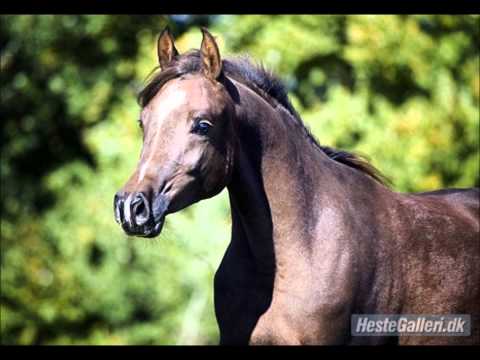 Video: Hvilke Typer Arabiske Hester Er Det