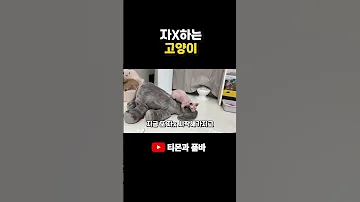 아기앞에서 자기위로 하는 고양이 고양이 아기 