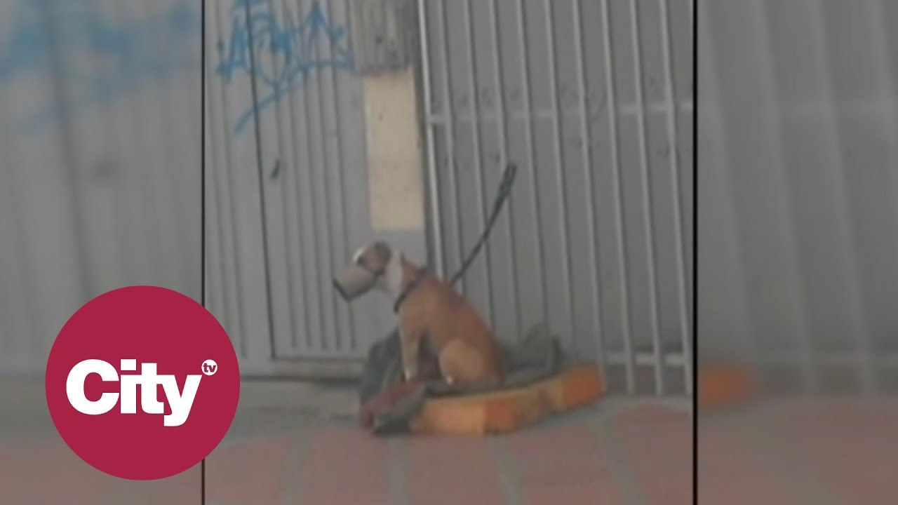 Pitbull agredió a cuatro personas en parque del barrio Bonanza