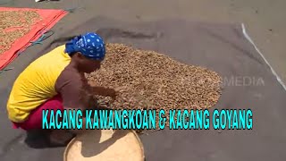 KACANG KAWANGKOAN & KACANG GOYANG | JEJAK SI GUNDUL (11/03/22)