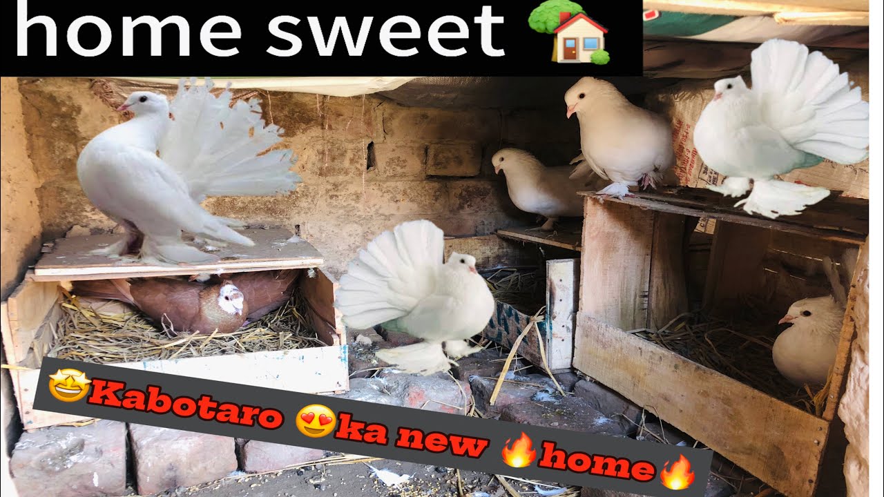 Kabotaro🐥 ko diya 🥰ghr rent py😅