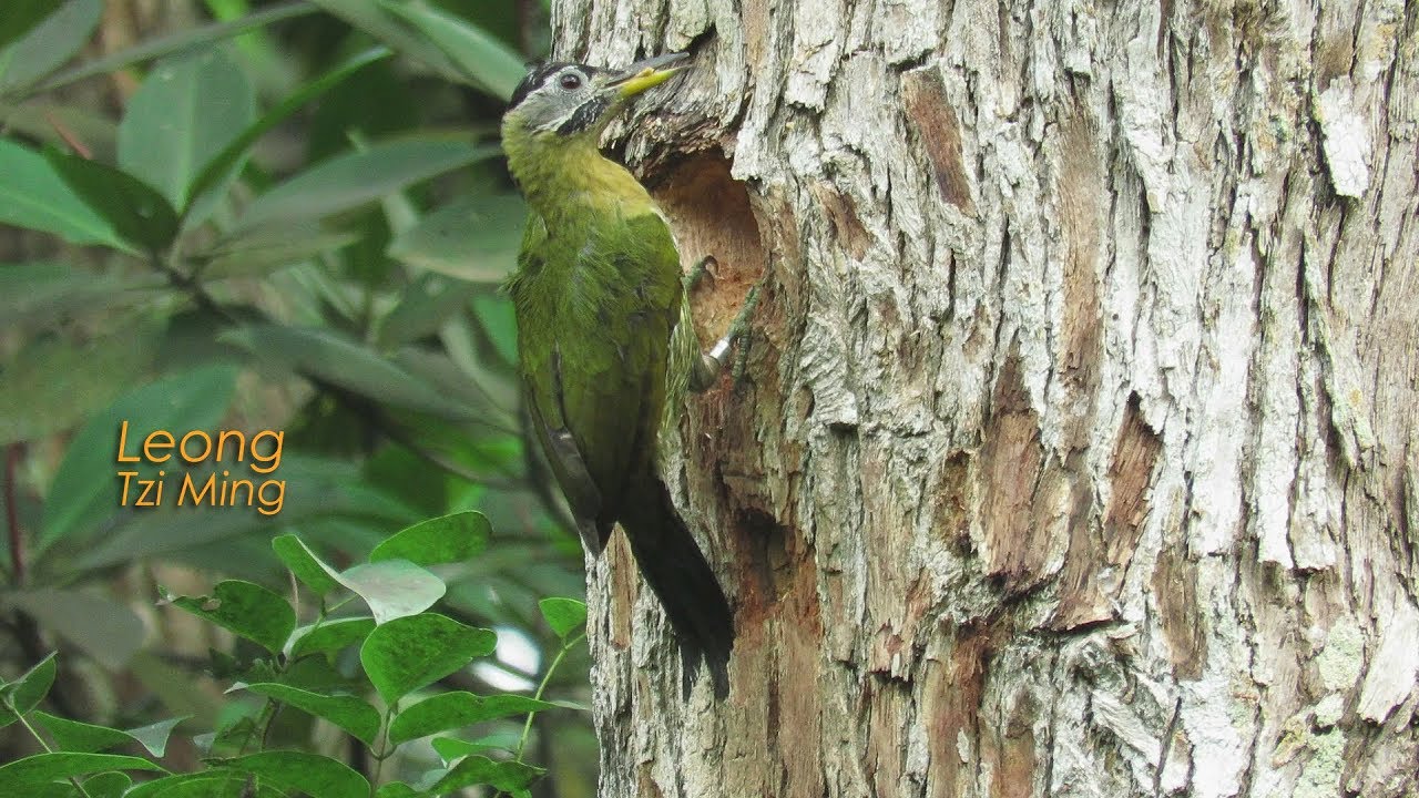 Laced Woodpecker ~ female (16Jan2018b) 