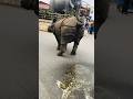 Wild Rhino Surprise! 🦏 Walks &amp; Pees on Road in Sauraha | Tourists in Awe!