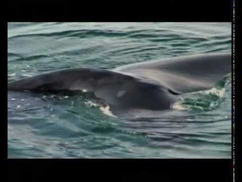 Interaccin entre ballenas y embarcaciones en la Baha Nueva de Pennsula Valds