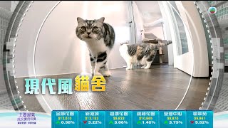 TVB今日有樓睇｜2024年5月17日｜現代風貓舍｜室內設計｜樓盤
