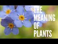 Forget Me Nots - The Meaning of Plants