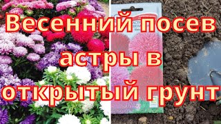 Весенний посев астры в открытый грунт