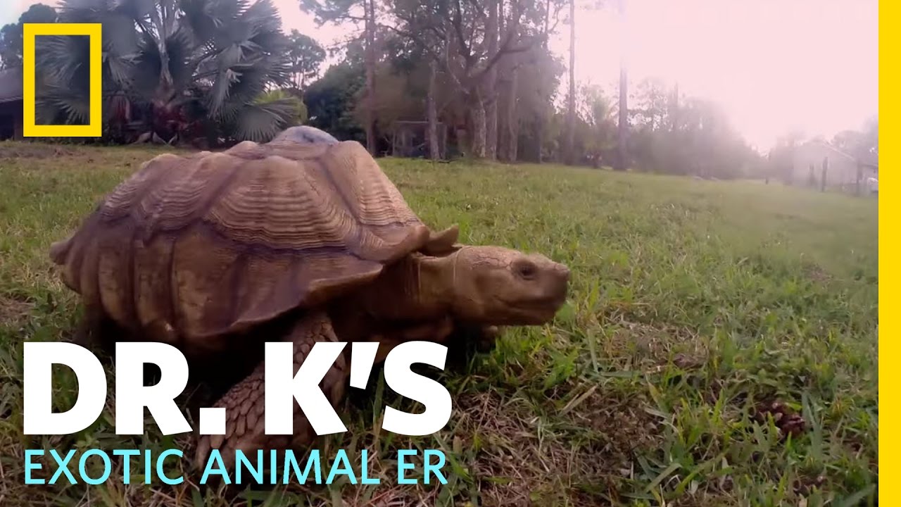 A Turtle Helper | Dr. K's Exotic Animal ER - YouTube