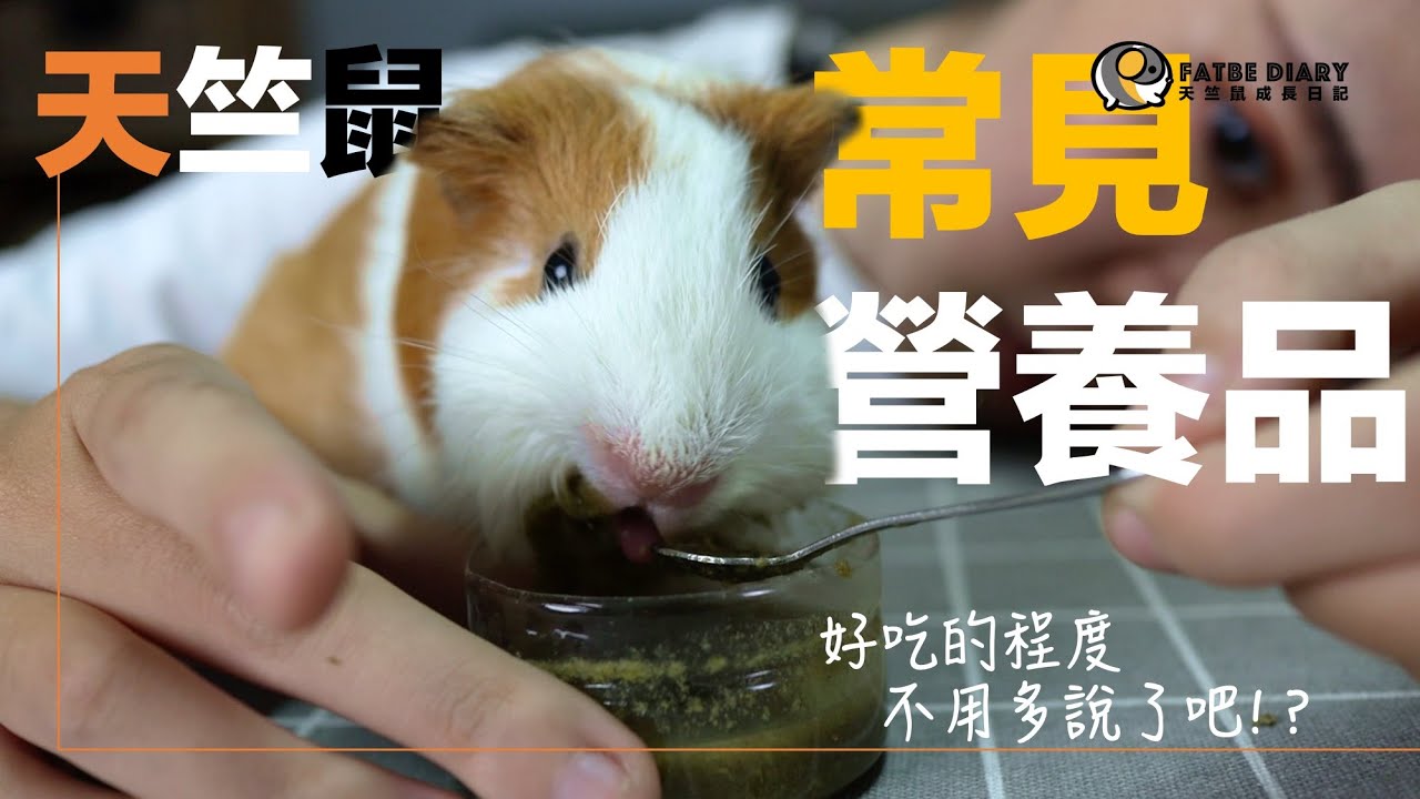 【Fatbe Diary】直接狂嗑起來~天竺鼠常見的營養品 與零食 開箱！！！Guinea Pigs can eat food