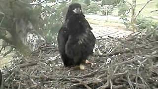 Delta 2 Eaglet Falls from Nest