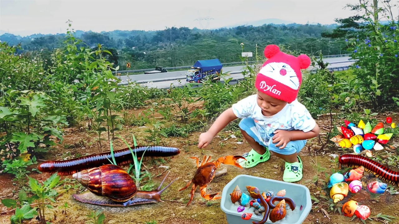 Seru Banget..Menemukan Keong Bekicot Luwing Kaki Seribu Kepiting Cangkang Kelomang