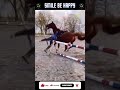 Crazy Horses having fun #shorts #horse #funny